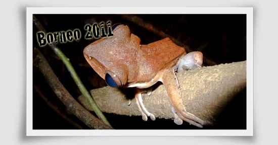 borneo2011